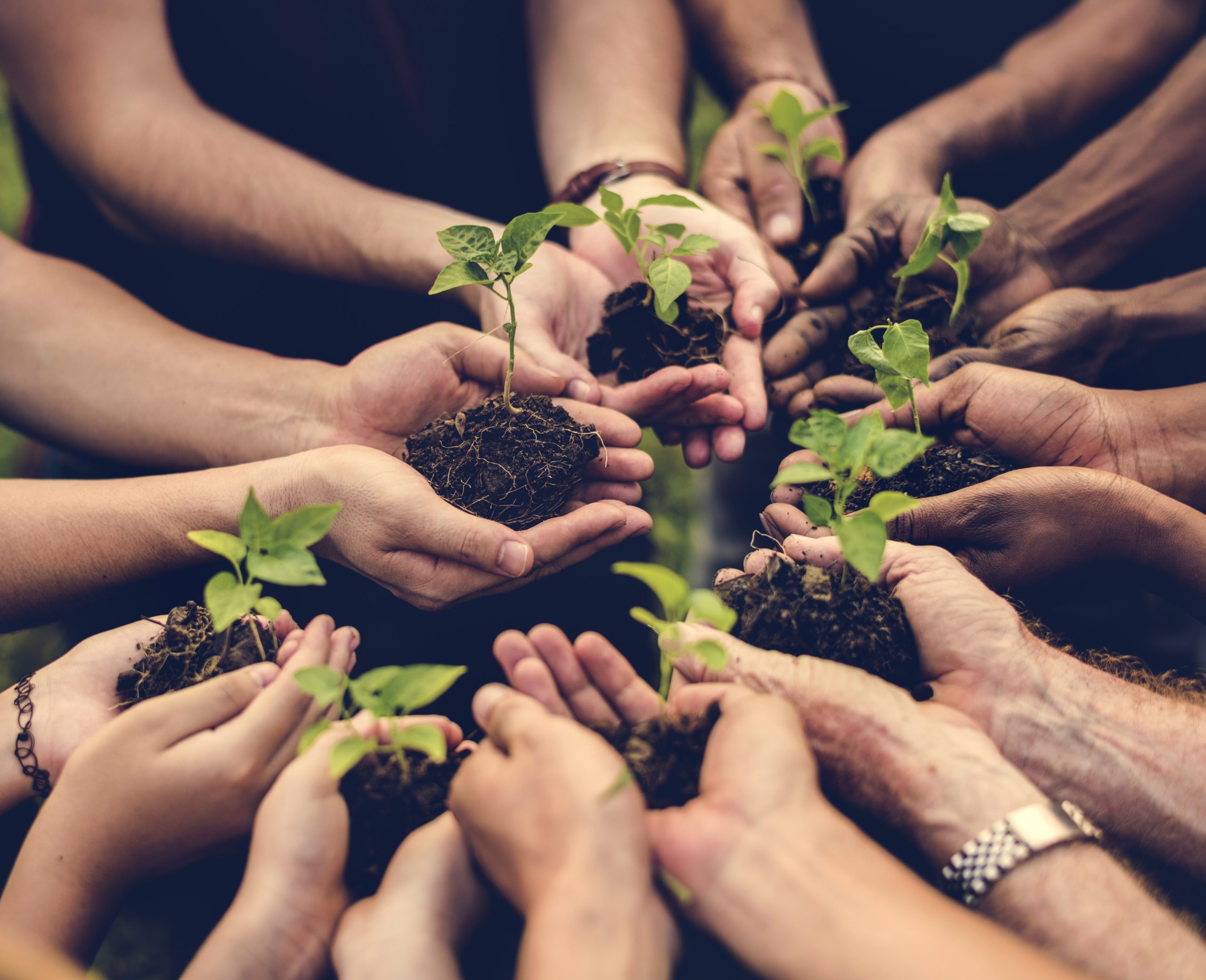 hands and plants